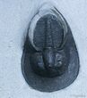 Mororccan Scotoharpes Trilobite - / Inches #2421-1